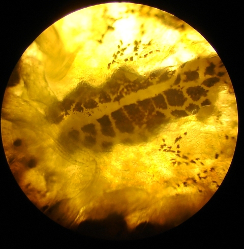 Argulus sp.